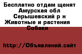 Бесплатно отдам щенят - Амурская обл., Серышевский р-н Животные и растения » Собаки   